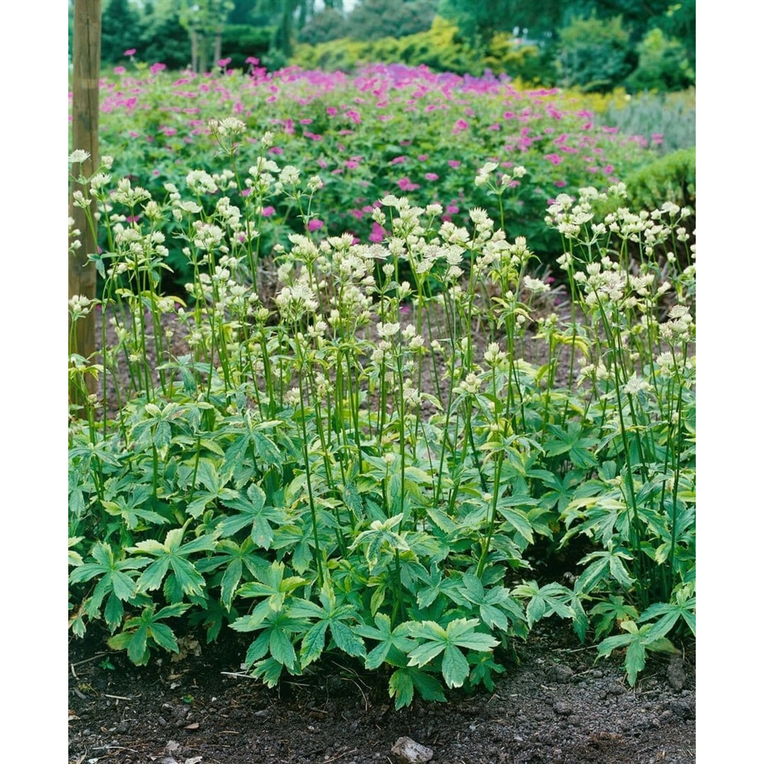 Astrantia Major Sunningdale Variegated Große Sterndolde Ca. 11x11 cm Topf günstig online kaufen