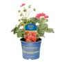 Kiepenkerl Erdbeere Toscana F1 im Topf mit rosa Blüten und roten Früchten.