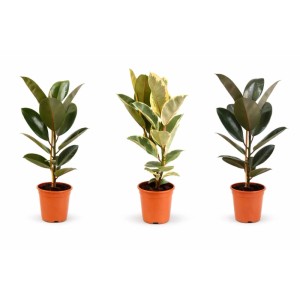 Drei Gummibäume (Ficus elastica) im Topf, verschiedene Sorten zur Auswahl.