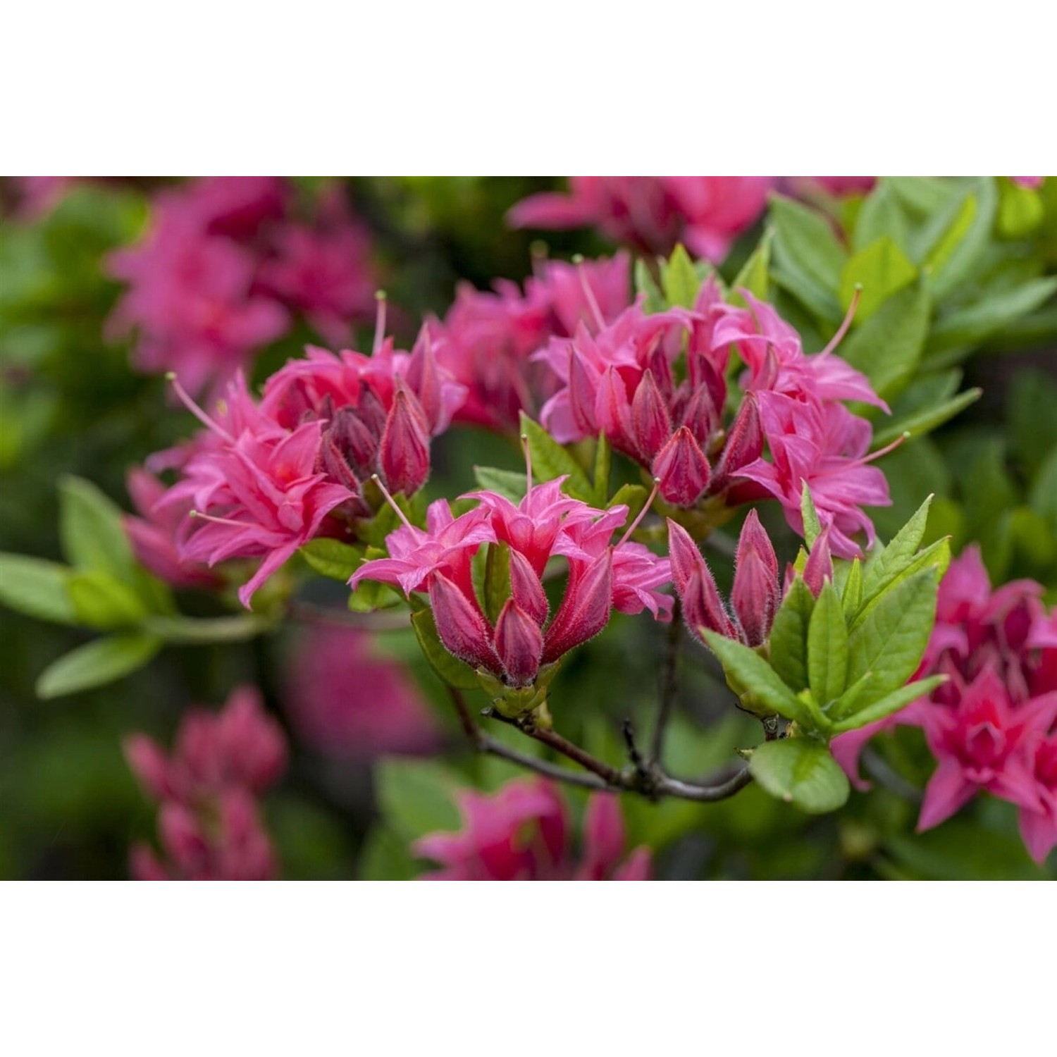 Rosa Rhododendron Luteum Homebush Blüten, Detailaufnahme der Blütenstände.