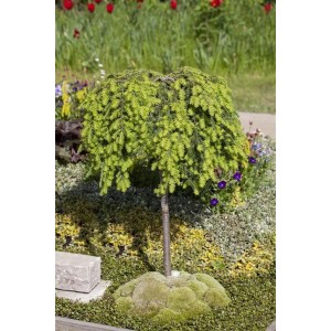 Kanadische Hemlocktanne (150–175 cm) als Solitärpflanze im Garten, grüne Nadeln.