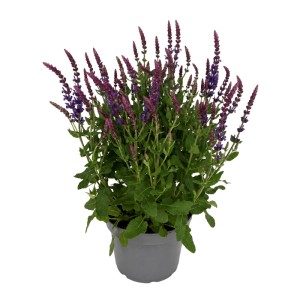 Steppensalbei Salvia nemorosa mit leuchtend violetten Blüten und grünen Blättern im grauen Topf. Robuste Staude.