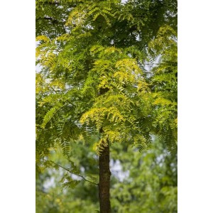 Gold-Gleditschie Sunburst, 100–125 cm, mit goldgelbem Laub als Hausbaum.