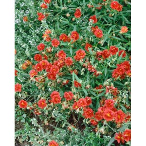 Leuchtend orangefarbene, gefüllte Blüten des Sonnenröschens 'Orange Double' im 9x9 cm Topf.