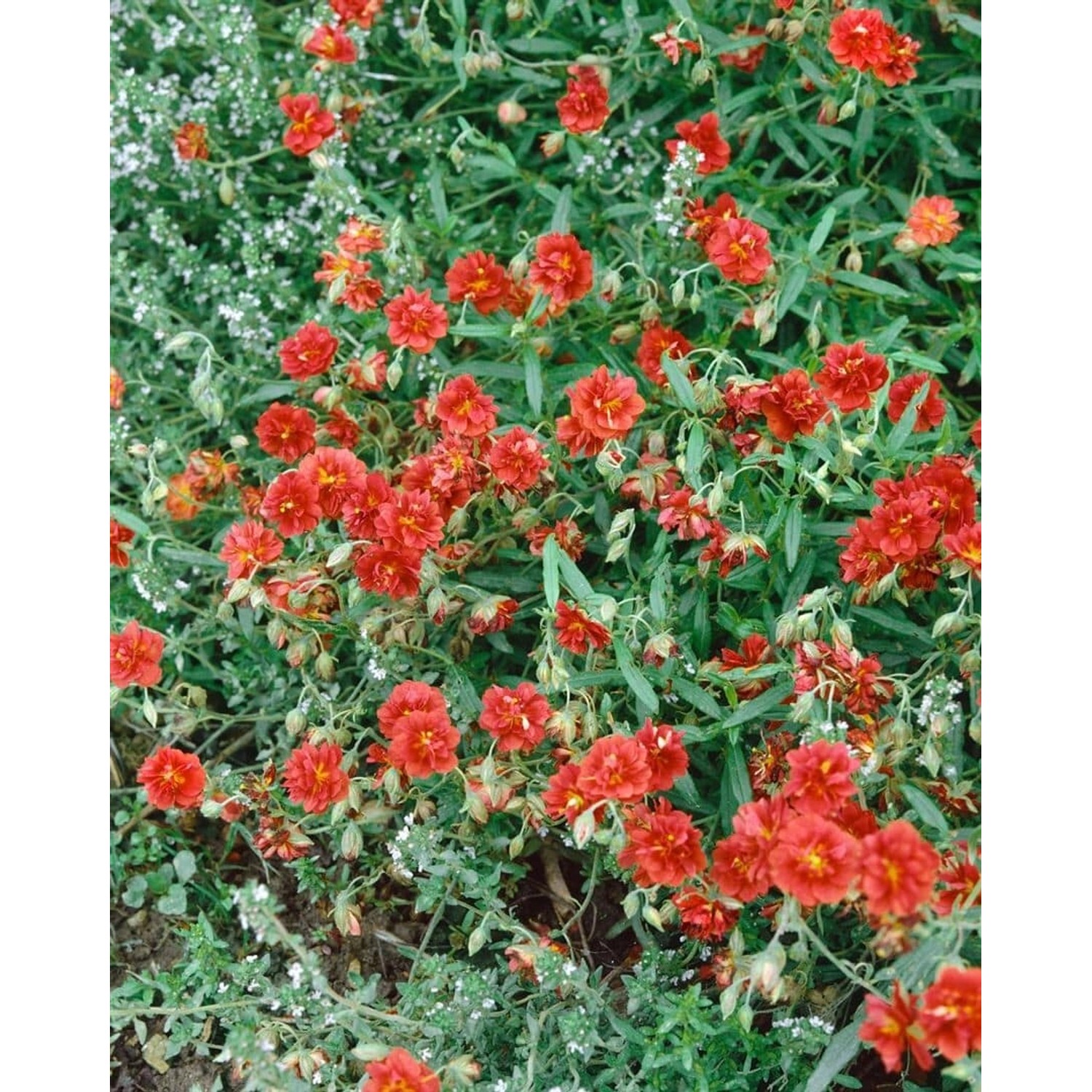 Helianthemum X Cult. Orange Double Sonnenröschen Ca. 9x9 cm Topf günstig online kaufen