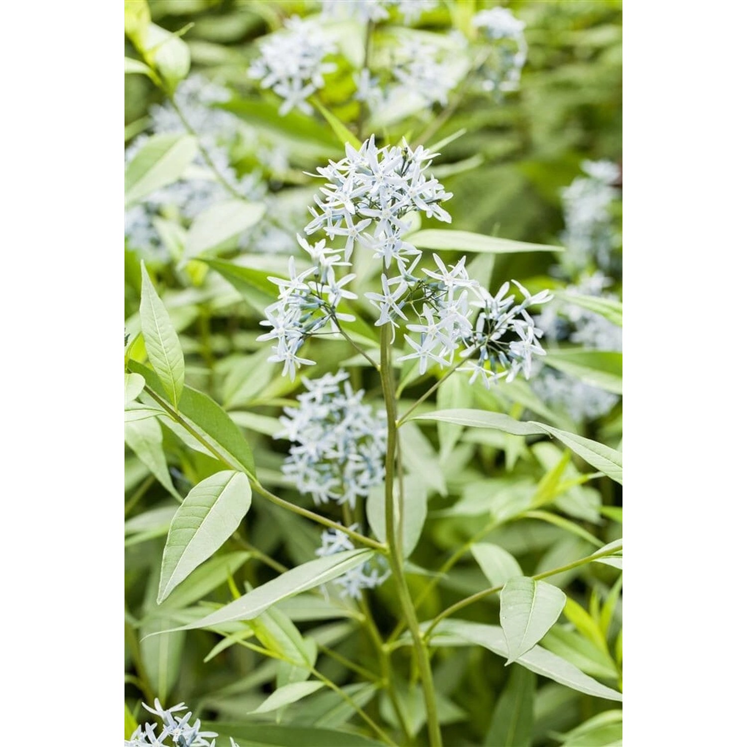 Amsonia Tabernaemontana Blausternbusch Ca. 9x9 cm Topf günstig online kaufen