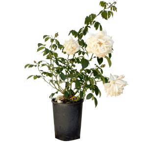 Baumfink Kletterrose 'Ilse Krohn Superior' im Topf mit cremeweißen Blüten und grünen Blättern.