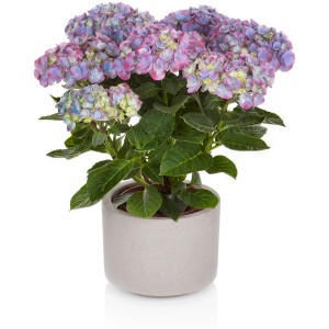 Blaue Gartenhortensie Hi Island Blue im Topf, ca. 30-40 cm hoch.