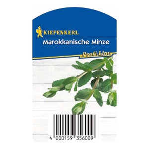 Kiepenkerl Marokkanische Minze im Topf, ca. 12cm Ø. Küchenkräuter für Tee und Cocktails.