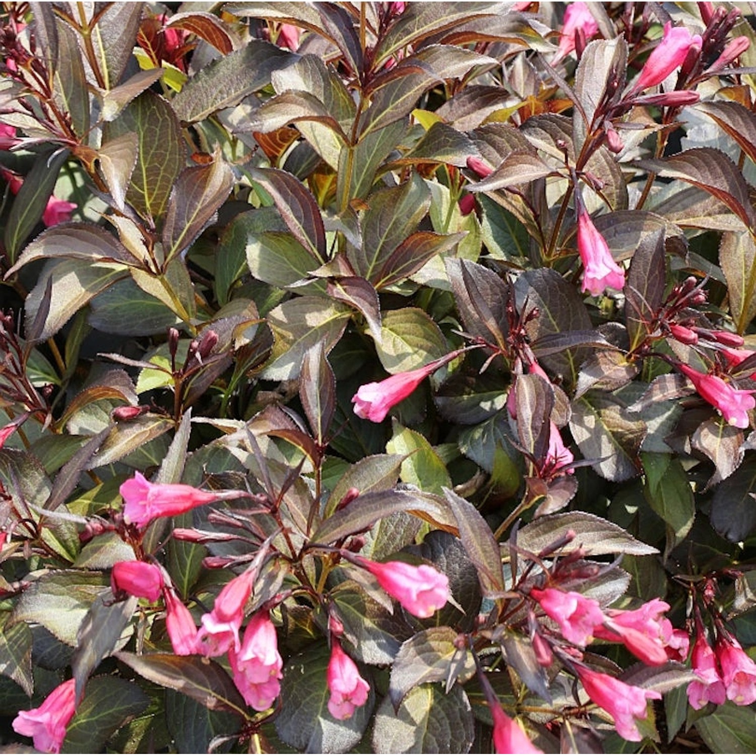 Weigelie Alexandra 100-125cm - Weigela florida günstig online kaufen