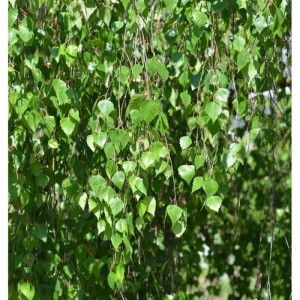 Trauer Birke 125-150cm - Betula pendula