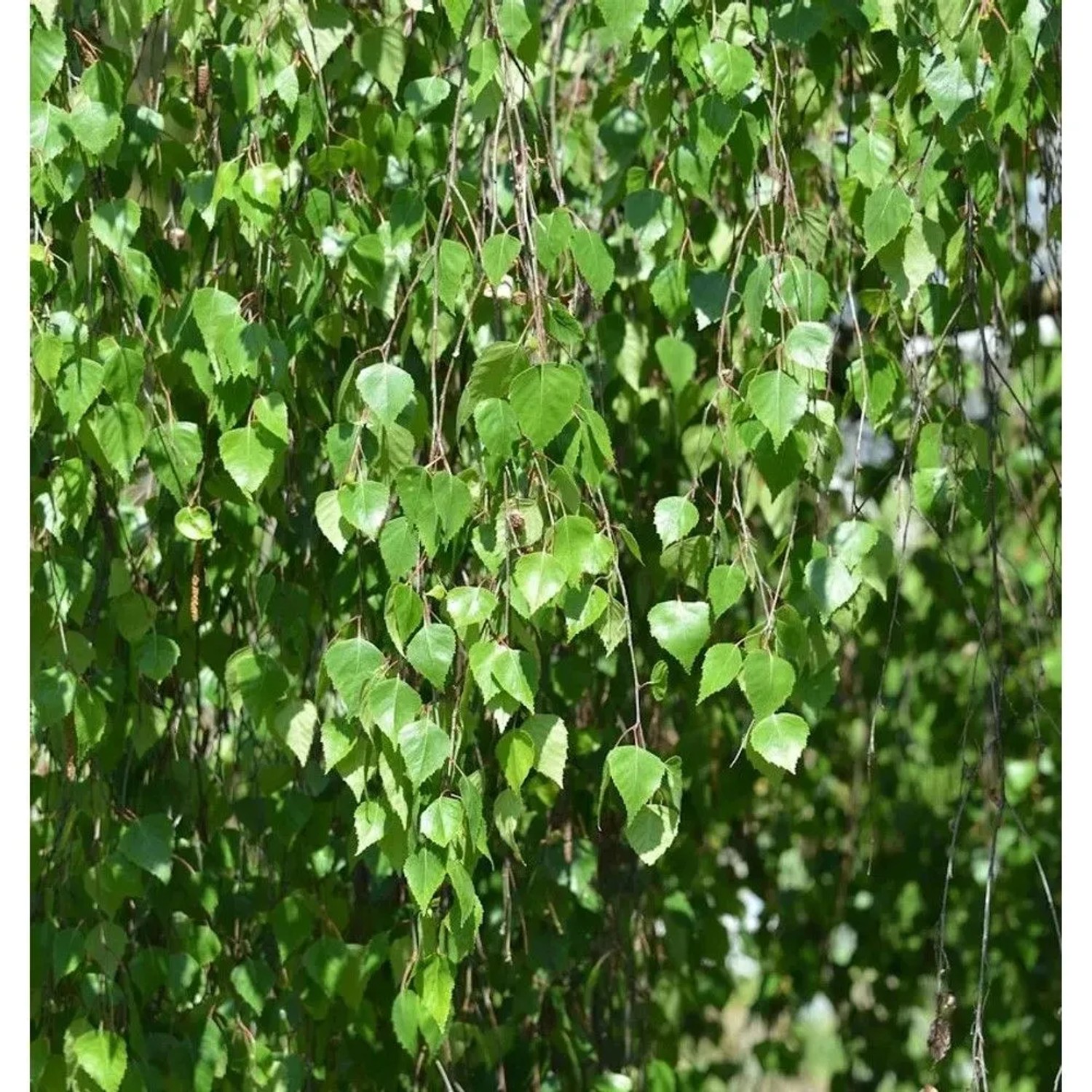 Trauer Birke 125-150cm - Betula pendula