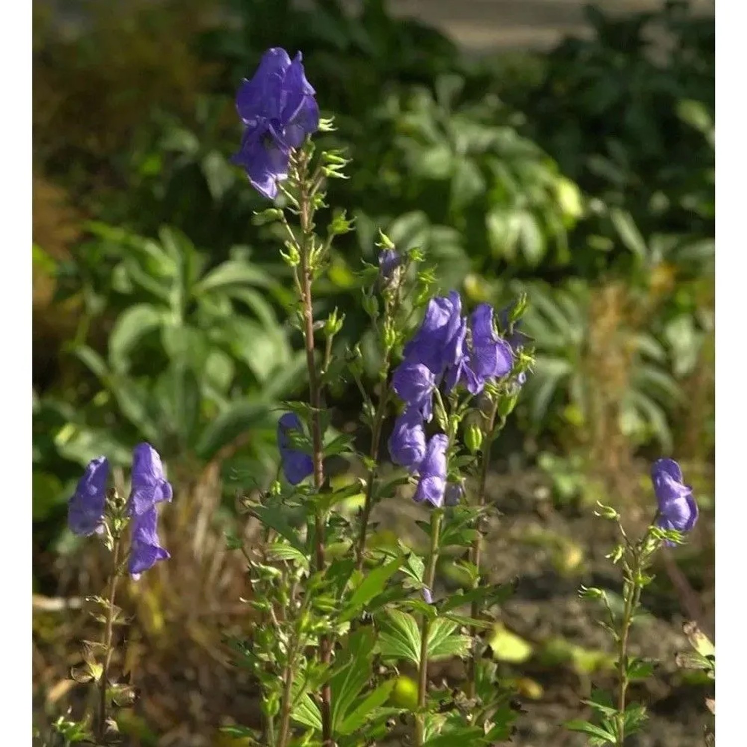 Hoher Herbst-Eisenhut - Aconitum carmichaelii