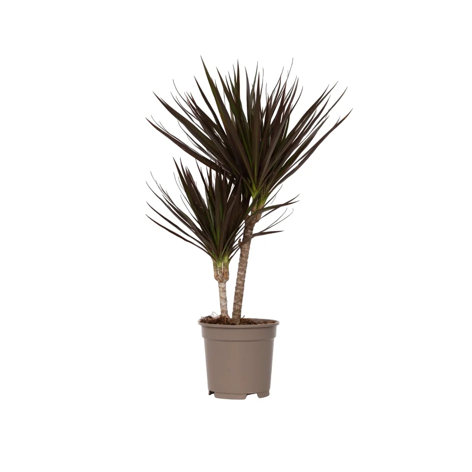 Plant In A Box Drachenbaum  Dracaena Marginata 'Magenta' Höhe 70cm Ø17 Grün