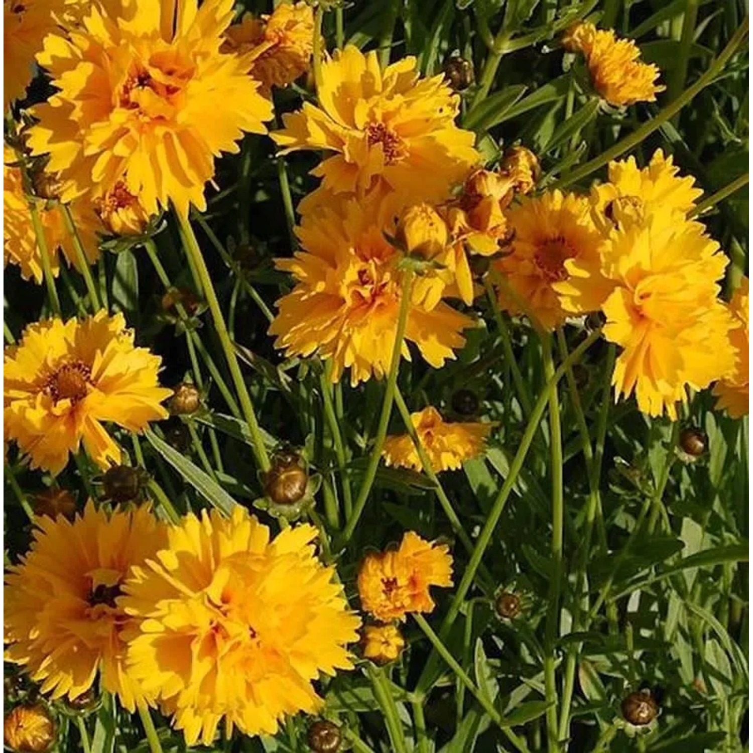 Mädchenauge Sunray - Coreopsis grandiflora