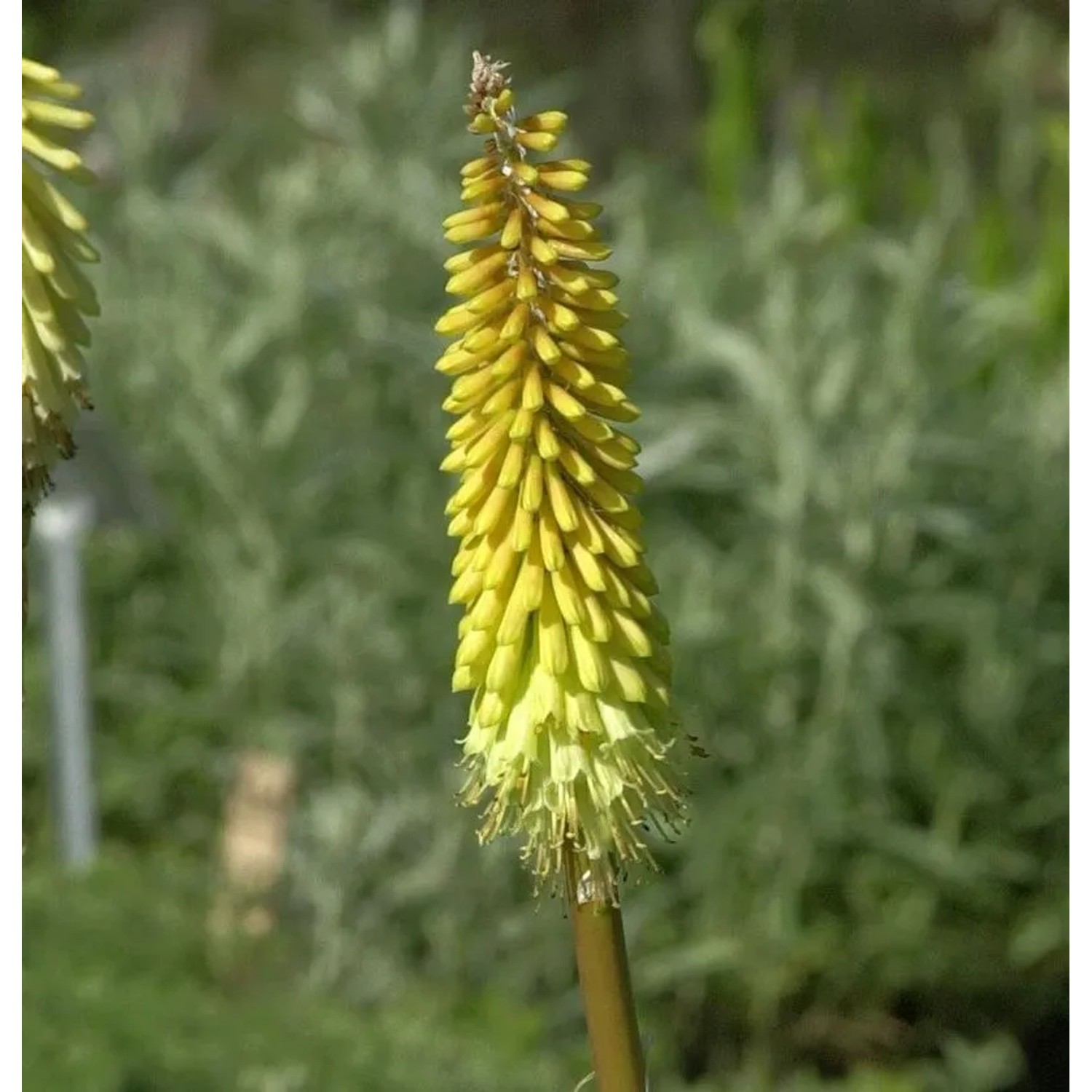 Fackellilie Wrexham Buttercup - Kniphofia uvaria