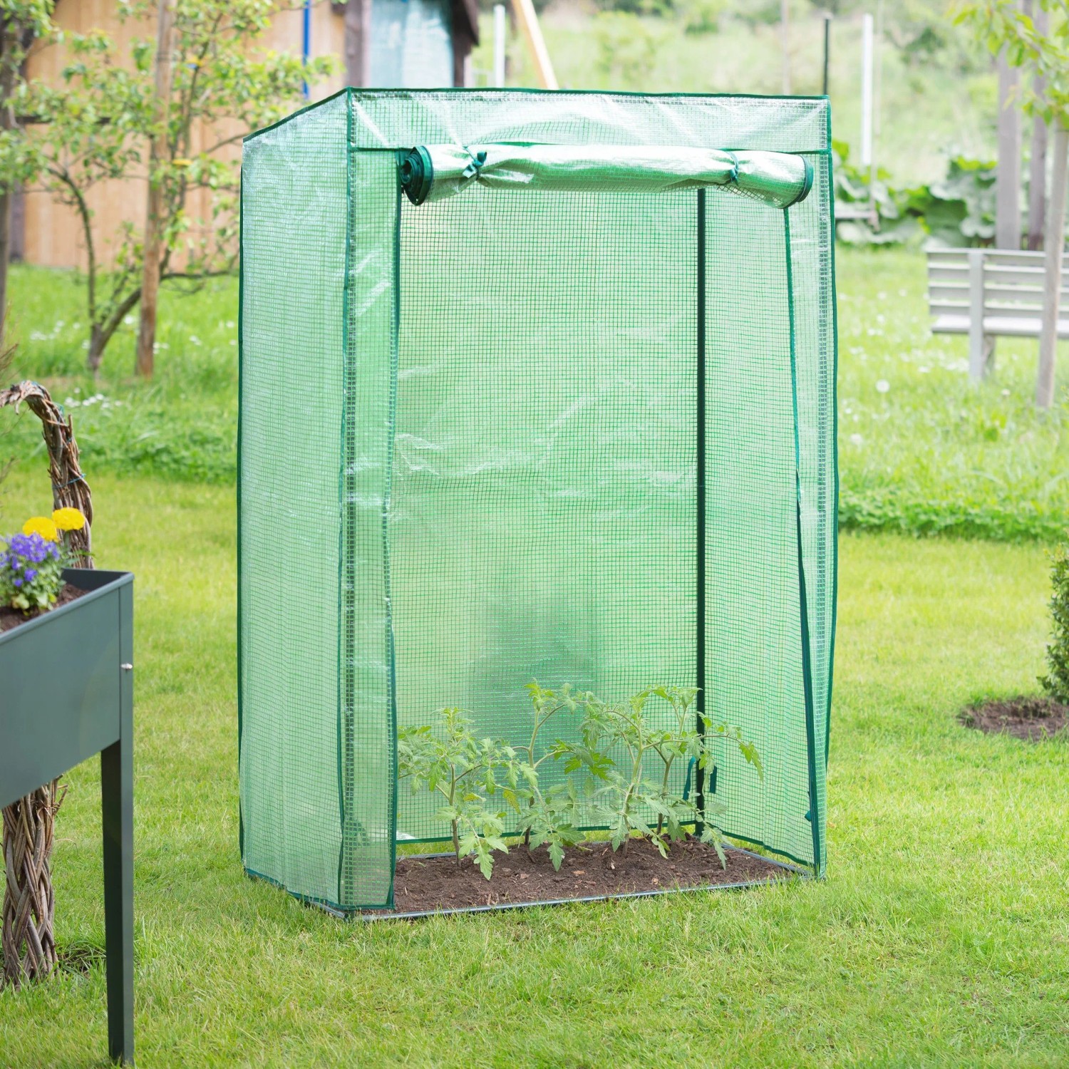 Grünes Tomatengewächshaus aus transparenter PVC-Folie mit Stahlrahmen im Garten. Junge Tomatenpflanzen wachsen im Treibhaus. Fronttür geöffnet.
