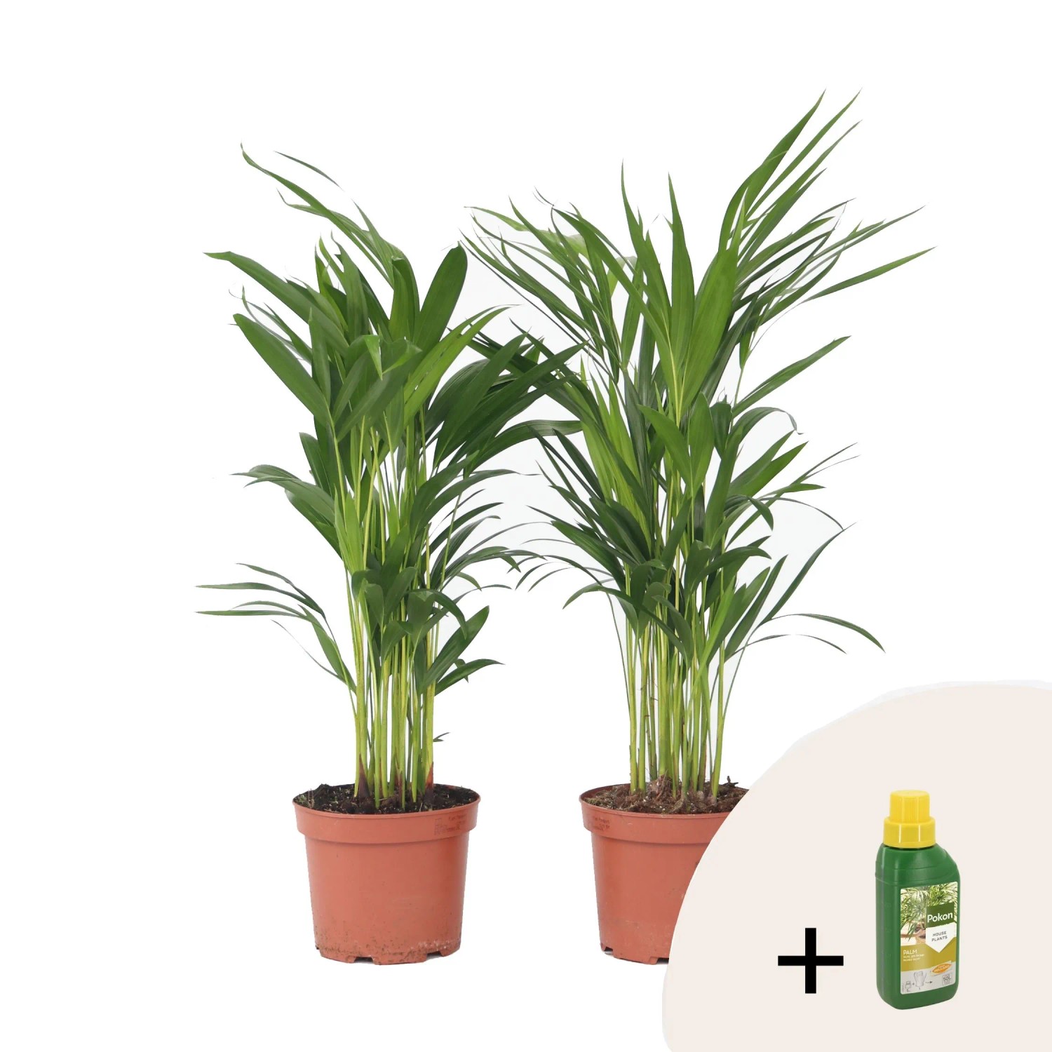 Plant In A Box Goldfruchtpalmen X2  Dypsis Lutescens Höhe 60cm Ø17 Grün Mit Pflanzennahrung