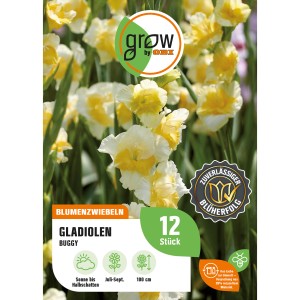 GROW by OBI Gladiole Buggy, gelb-weiße Blüten, Höhe ca. 100cm. Blumenzwiebeln für Beet und Garten.