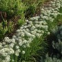 Foto von blühendem Schnittknoblauch (Allium Tuberosum) im Beet. Die Stauden haben weiße Blüten.
