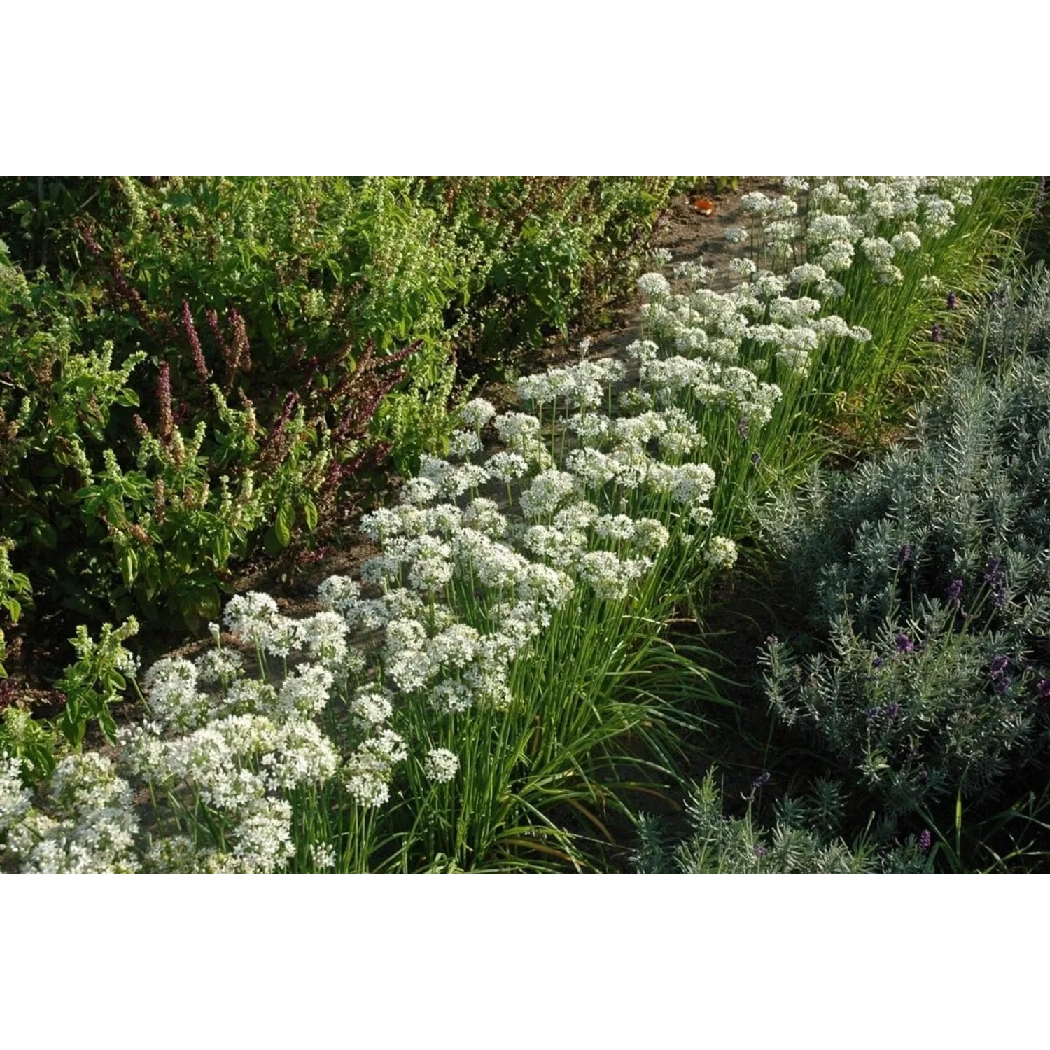 Foto von blühendem Schnittknoblauch (Allium Tuberosum) im Beet. Die Stauden haben weiße Blüten.
