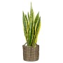 Scheurich Pflanzgefäß 514, Ø 26 cm, schwarz, mit Sansevieria-Pflanze.