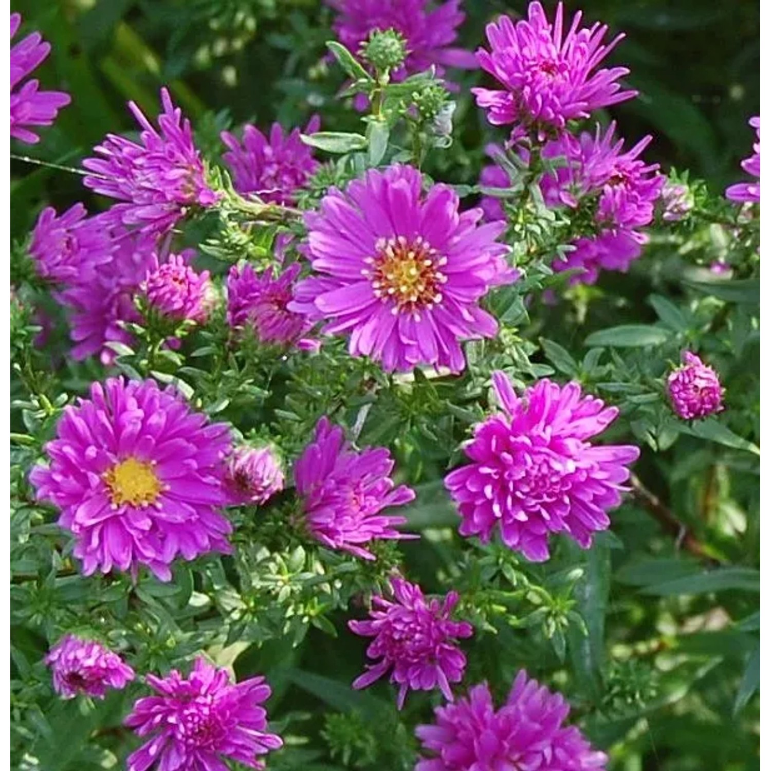 Glattblattaster Karminkuppel - Aster novi belgii