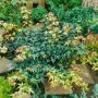 Kompakter Acer Palmatum Kotohime Japanischer Ahorn (100–125 cm) im Garten.