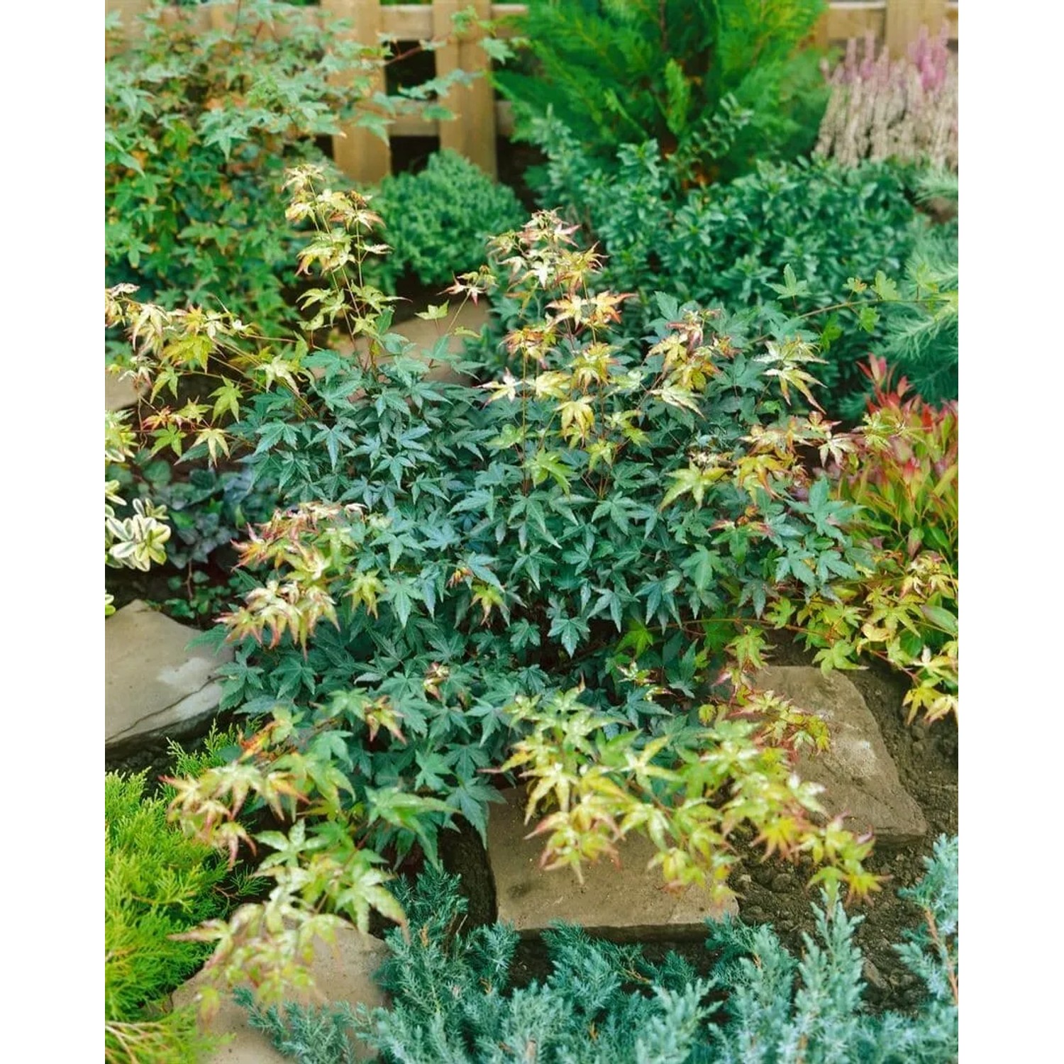 Kompakter Acer Palmatum Kotohime Japanischer Ahorn (100–125 cm) im Garten.