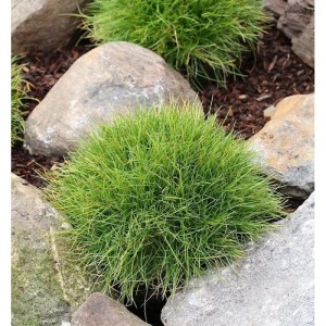 Bärenfellschwingel Pic Carlit - Festuca gautieri