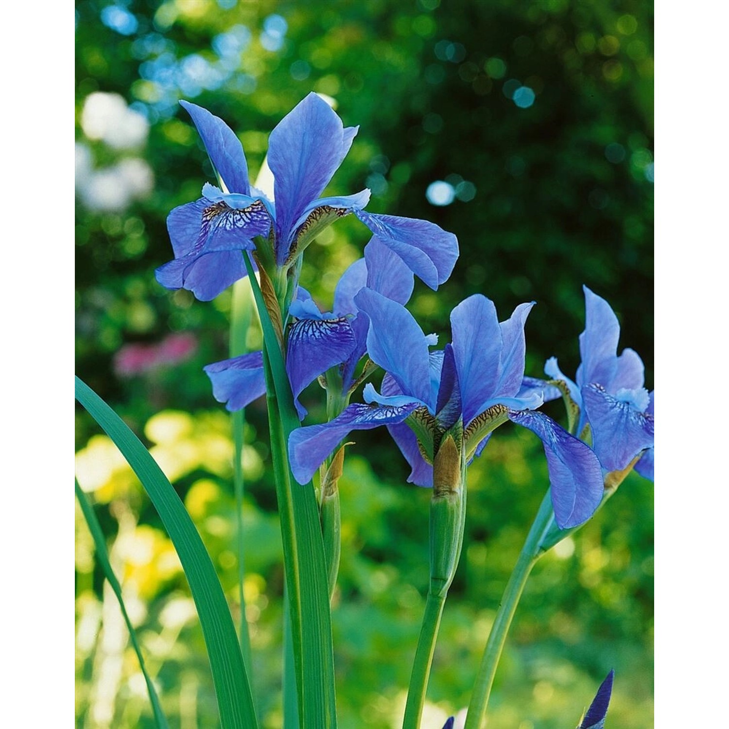 Iris Sibirica Sibirische Schwertlilie Blue King Ca 11x11 cm Topf günstig online kaufen