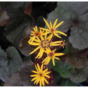 Kreuzkraut 'Britt-Marie Crawford' mit gelben Blüten und dunklem Laub. Attraktive Staude für halbschattige Standorte.