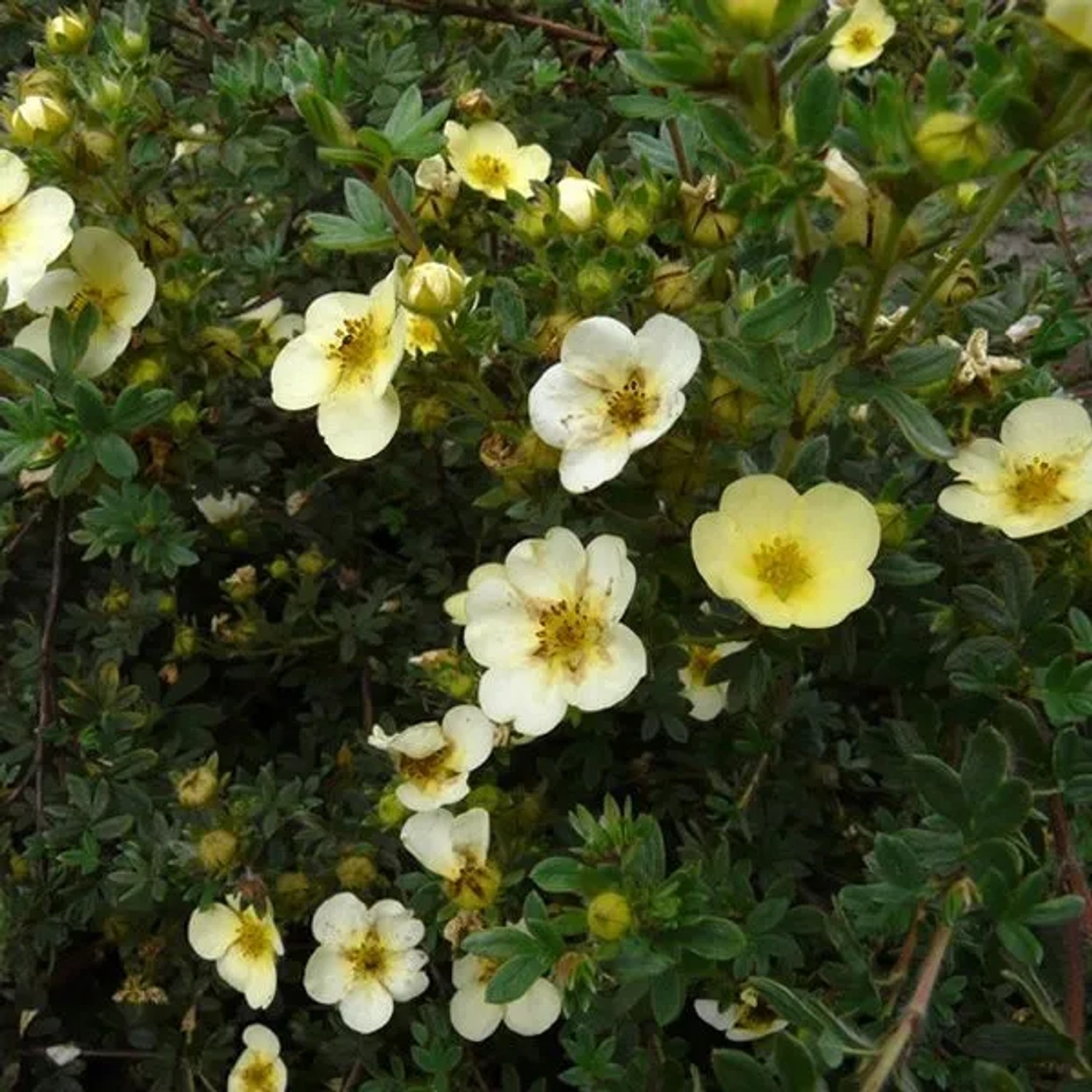arborix Fingerstrauch 'Primrose Beauty' Potentilla Fruticosa 25 Bis 30 Cm Im Container Hellgelbe Blüten