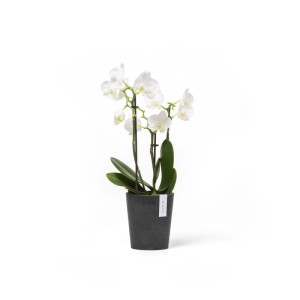 Ecopots Pflanztopf Morinda, dunkelgrau, 11x12,4cm, mit weißer Orchidee.