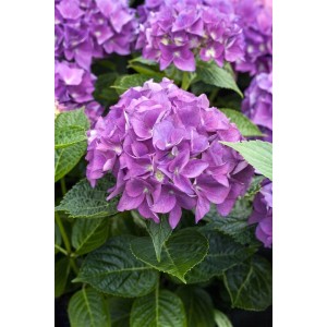 Nahaufnahme der violetten Hortensie Hydrangea Mac. 'Hobergine' mit grünen Blättern.