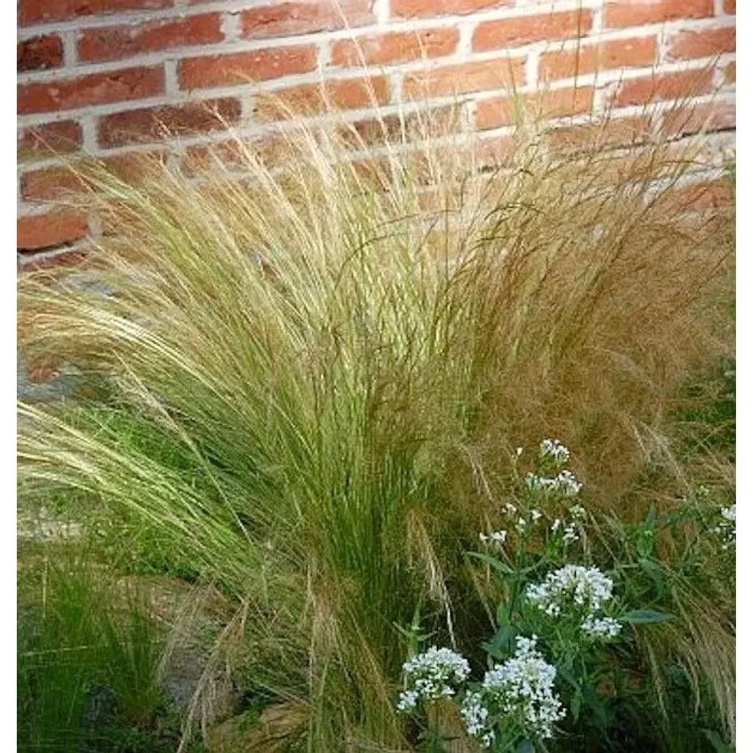 Engelshaargras Ponytails - Stipa tenuissima