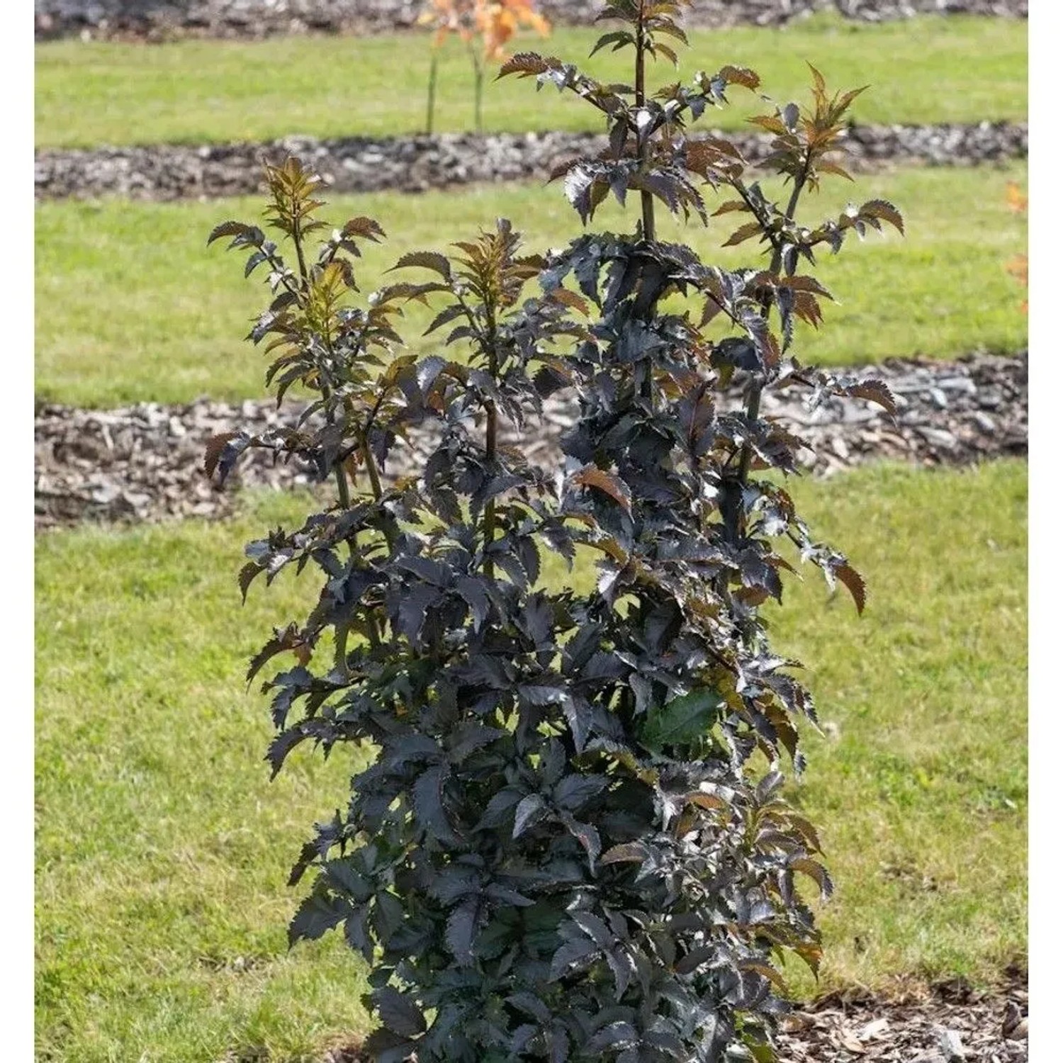 Dunkelroter, säulenförmiger Holunderstrauch 'Laced Up' mit fast schwarzen Blättern im Garten.