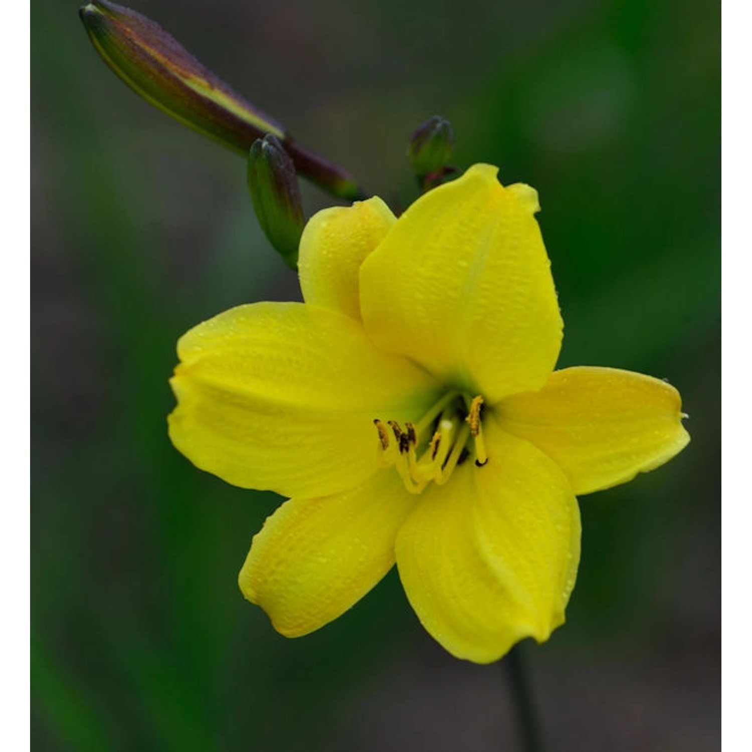 Taglilie Corky - Hemerocallis cultorum günstig online kaufen