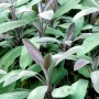 Nahaufnahme des Echten Salbei Nazareth (Salvia officinalis) mit grünen und violetten Blättern.