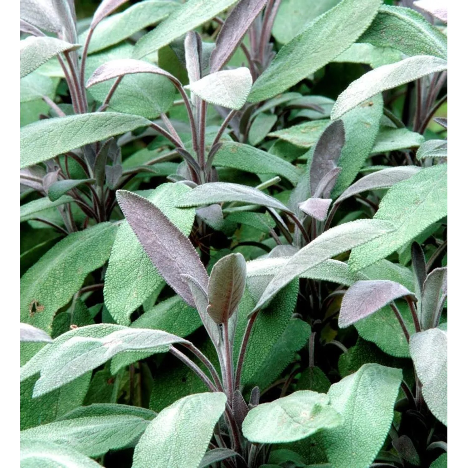 Echter Salbei Nazareth - Salvia officinalis