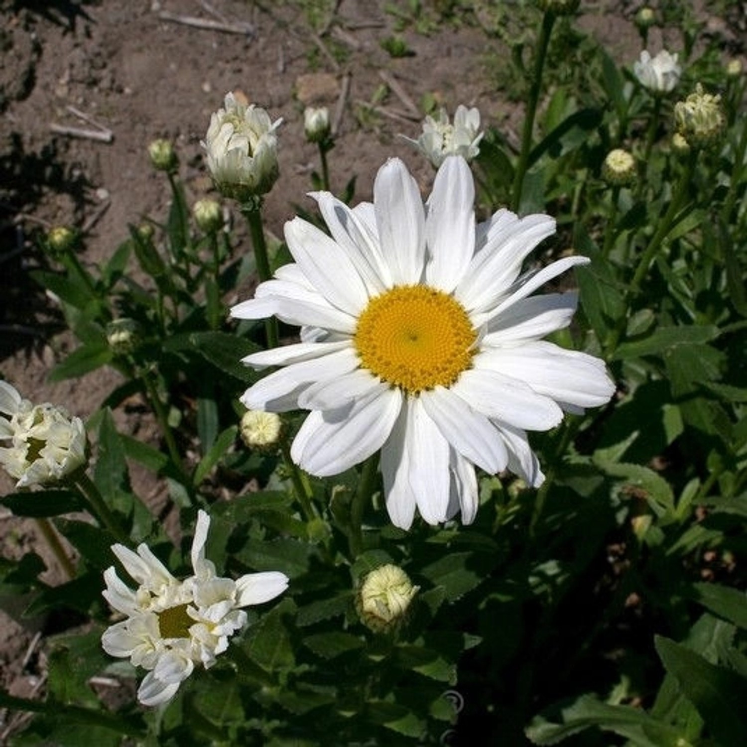 Gartenmargerite Beethoven - Leucanthemum günstig online kaufen