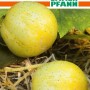 SAMEN PFANN Zitronengurke Lemon