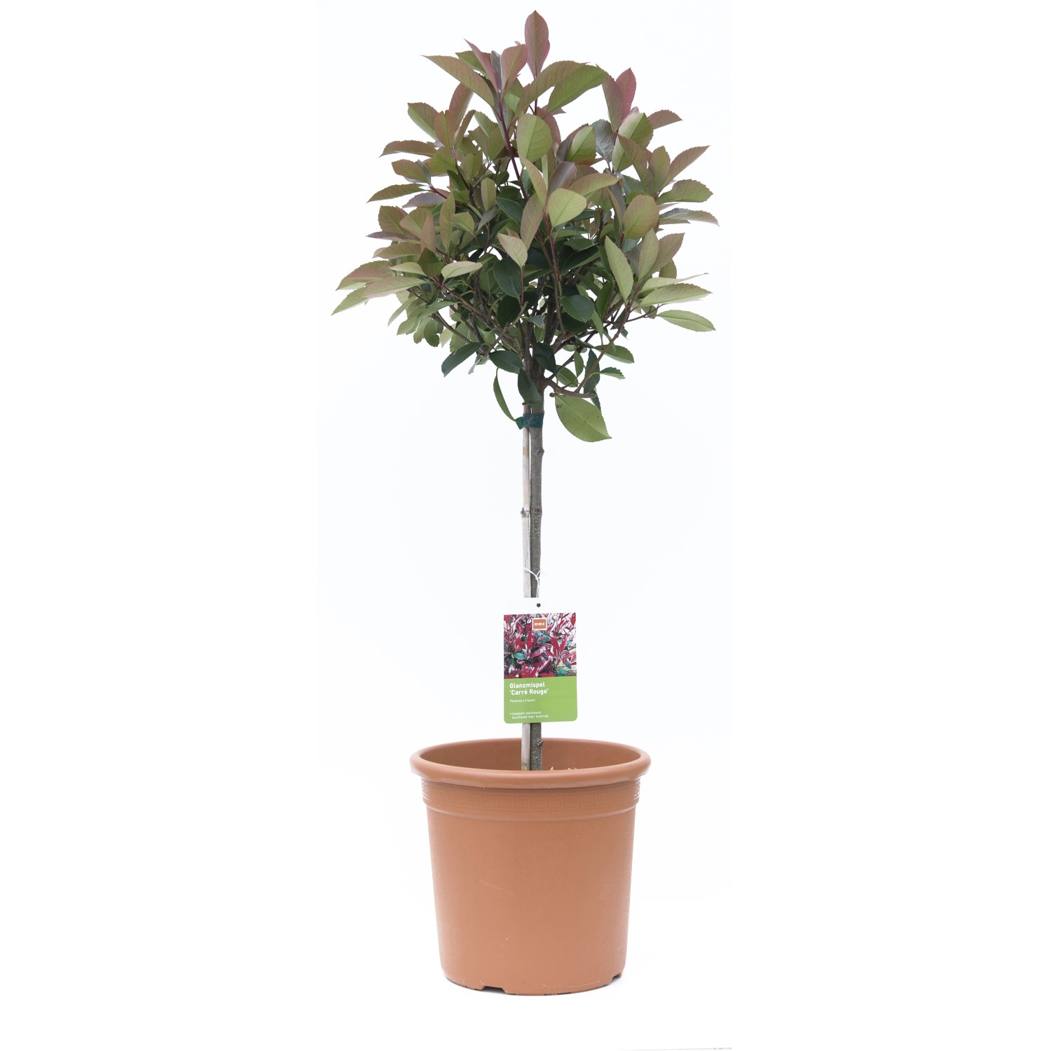 GROW by OBI Glanzmispel Carré Rouge Höhe ca. 65 cm Topf ca. 9 l günstig online kaufen