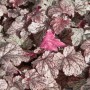 Purpurglöckchen 'Plum Pudding' im Topf, violette Blätter mit silbernem Muster. Stauden für Beet und Kübel.