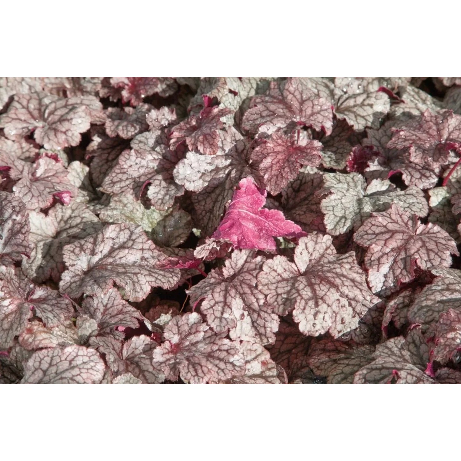 Purpurglöckchen 'Plum Pudding' im Topf, violette Blätter mit silbernem Muster. Stauden für Beet und Kübel.