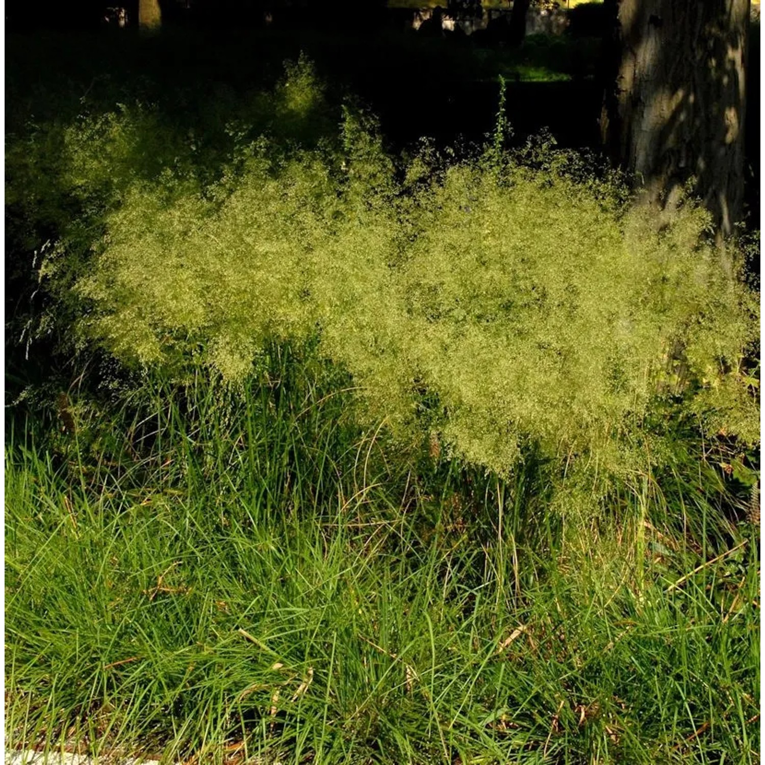 Waldschmiele Bronzeschleier - Deschampsia