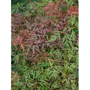 Acer Palmatum Dissectum Orangeola Japanischer Ahorn mit orange-roten Blättern.