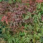 Acer Palmatum Dissectum Orangeola Japanischer Ahorn mit orange-roten Blättern.