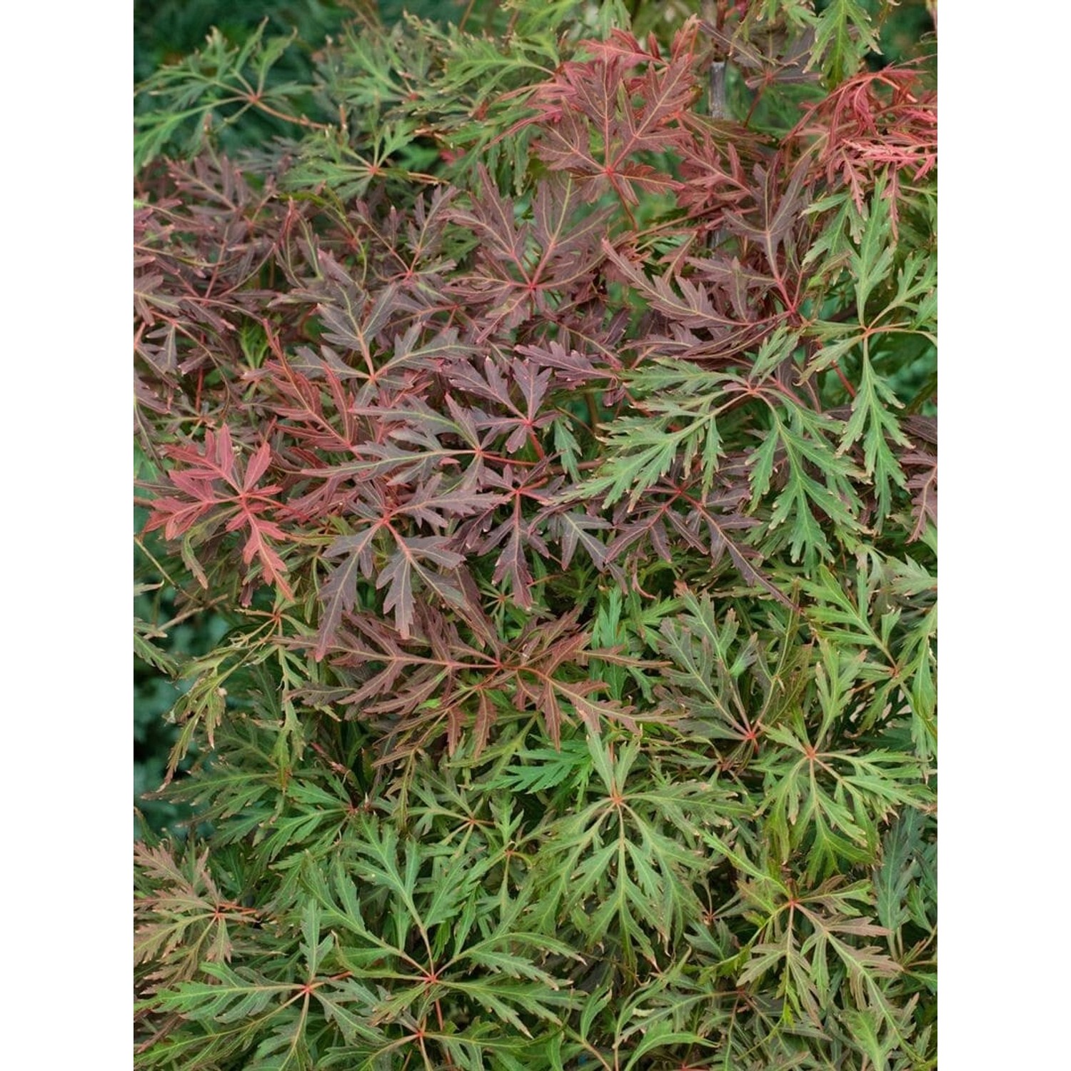 Acer Palmatum Dissectum Orangeola Japanischer Ahorn Orange 80 cm Stammhöhe günstig online kaufen
