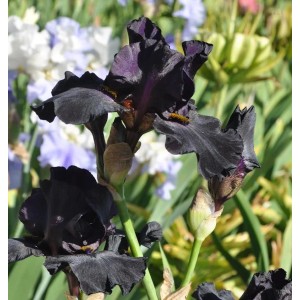 Mittelhohe Schwertlilie Black Watch - Iris barbata
